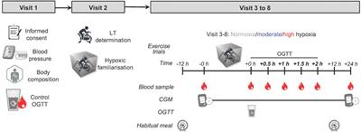 Combined effects of exercise and different levels of acute hypoxic severity: A randomized crossover study on glucose regulation in adults with overweight